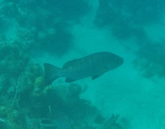 Lutjanus cyanopterus