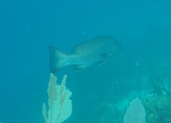 Lutjanus cyanopterus