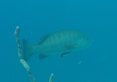 Lutjanus cyanopterus