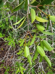 Salacia