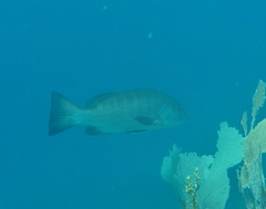 Lutjanus cyanopterus