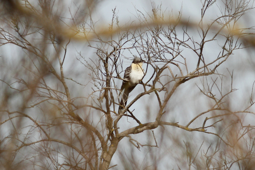 Críalo europeo (Clamator glandarius)