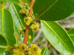 Salacia