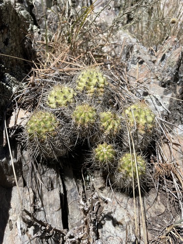 Grand Enchantment Trail Segment 35: Manzano Mountain Wilderness