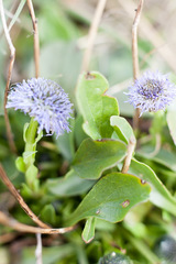 Globularia