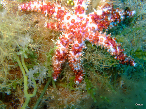 White Sea Star, photo 4 of 7