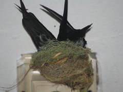 Collocalia esculenta