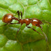 Southern Ant - Photo (c) Steven Wallace, some rights reserved (CC BY-NC), uploaded by Steven Wallace
