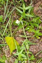 Gratiola officinalis