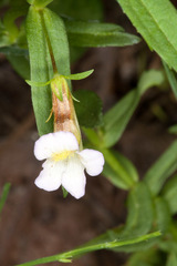 Gratiola officinalis