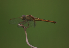 Crocothemis servilia