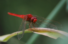 Crocothemis servilia