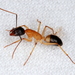 Banded Sugar Ant - Photo (c) Victor W Fazio III, some rights reserved (CC BY-NC)