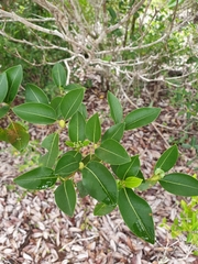 Coptosperma