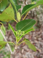 Coptosperma