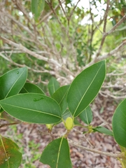 Coptosperma
