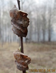 Phyllodesma japonica