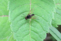 Chrysopilus proximus