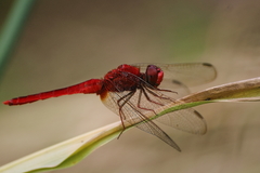 Crocothemis servilia