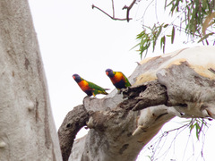 Trichoglossus moluccanus
