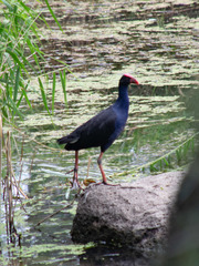 Porphyrio melanotus