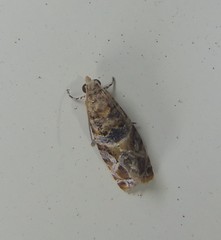 Lobesia physophora