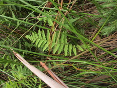 Thelypteris confluens