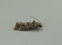 Lobesia physophora