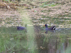 Gallinula tenebrosa