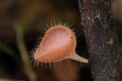 Cookeina sinensis