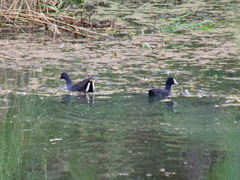 Fulica atra australis