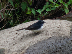 Rhipidura leucophrys