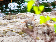 Sericornis frontalis