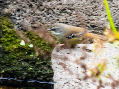 Sericornis frontalis