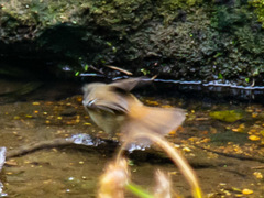 Sericornis frontalis