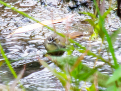 Sericornis frontalis