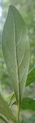 Diospyros simii