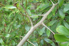 Diospyros simii