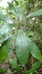 Diospyros simii