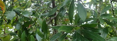 Diospyros simii