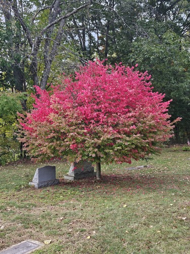 Euonymus alatus
