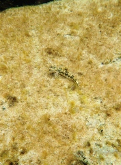 Lepidoblennius marmoratus