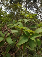 Dichaetanthera