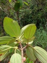 Dichaetanthera