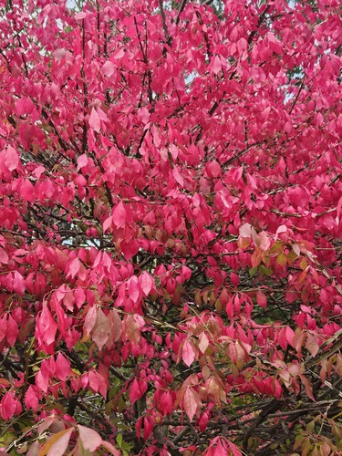 Euonymus alatus