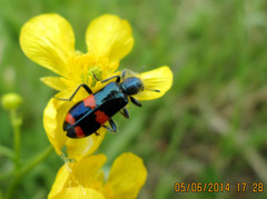 Trichodes ircutensis