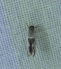 Stathmopoda megathyma