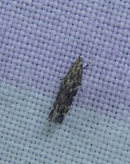 Otonoma anemois