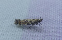 Otonoma anemois