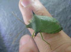 Biprorulus bibax